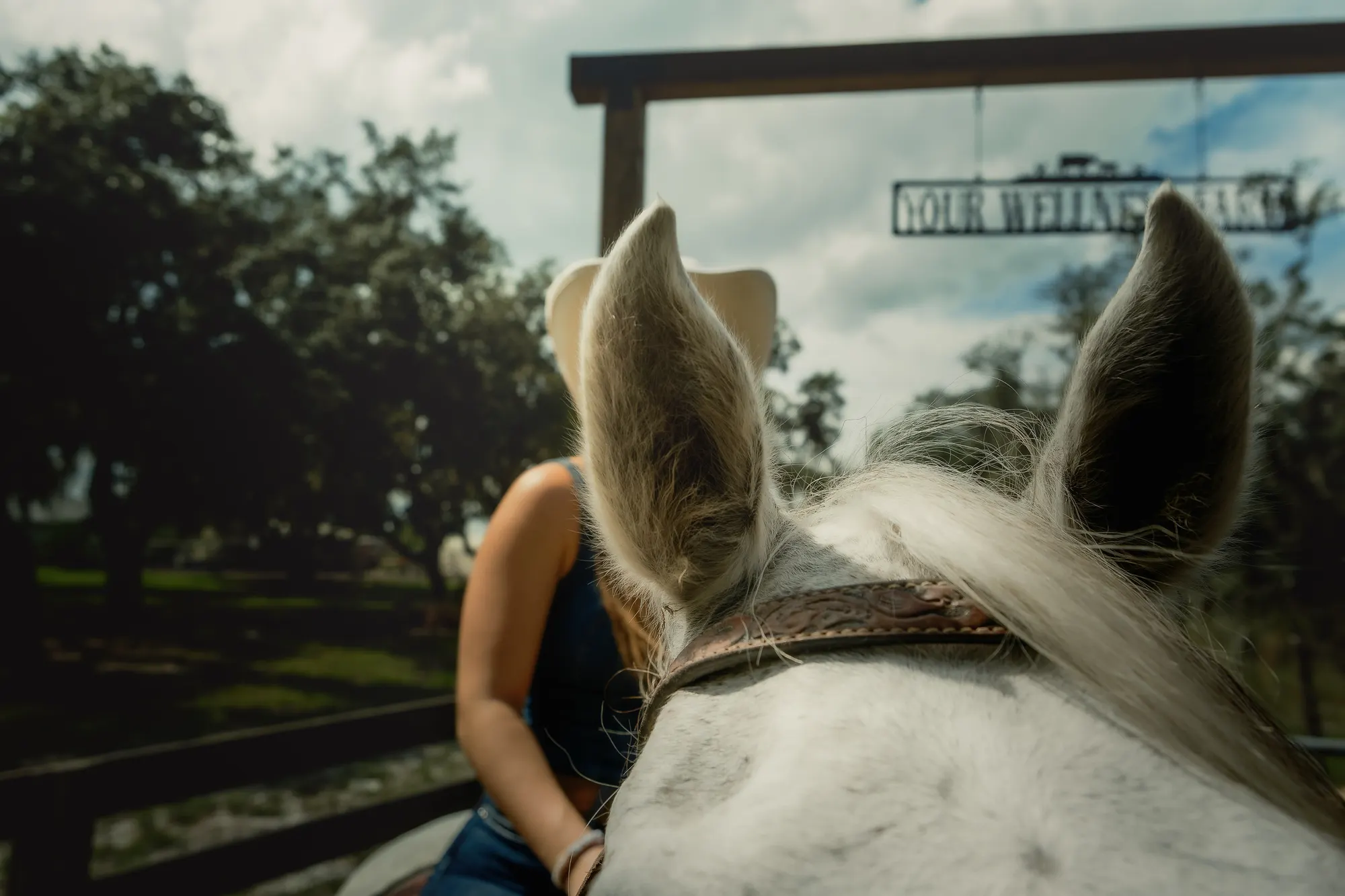 A white horse at Your Wellness Farm, photographed by Dee Mount